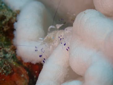 初心者専門店NEOMARINE石垣島に投稿された画像（2024/9/30）