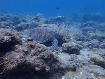 初心者専門店NEOMARINE石垣島に投稿された画像（2024/9/30）
