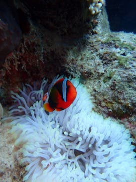 初心者専門店NEOMARINE石垣島に投稿された画像（2024/9/30）