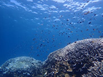 初心者専門店NEOMARINE石垣島に投稿された画像（2024/9/30）