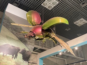 特別展「昆虫 MANIAC」（国立科学博物館）に投稿された画像（2024/10/2）