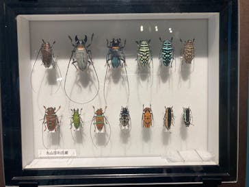特別展「昆虫 MANIAC」（国立科学博物館）に投稿された画像（2024/10/2）