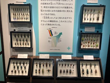 特別展「昆虫 MANIAC」（国立科学博物館）に投稿された画像（2024/10/2）