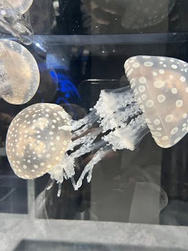 AOAO SAPPOROに投稿された画像（2024/10/2）