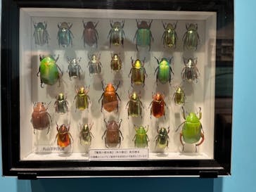 特別展「昆虫 MANIAC」（国立科学博物館）に投稿された画像（2024/10/2）