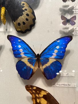 特別展「昆虫 MANIAC」（国立科学博物館）に投稿された画像（2024/10/2）