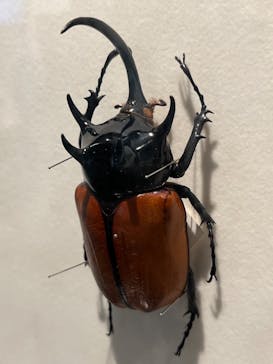 特別展「昆虫 MANIAC」（国立科学博物館）に投稿された画像（2024/10/2）