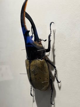 特別展「昆虫 MANIAC」（国立科学博物館）に投稿された画像（2024/10/2）