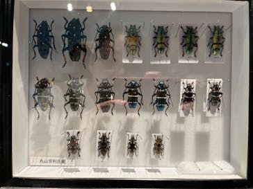 特別展「昆虫 MANIAC」（国立科学博物館）に投稿された画像（2024/10/2）
