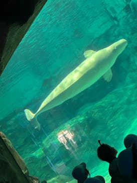 名古屋港水族館に投稿された画像（2024/10/2）