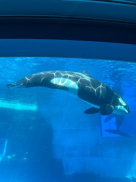 名古屋港水族館に投稿された画像（2024/10/2）