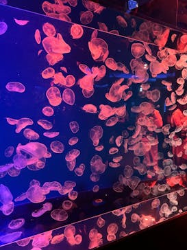 名古屋港水族館に投稿された画像（2024/10/2）
