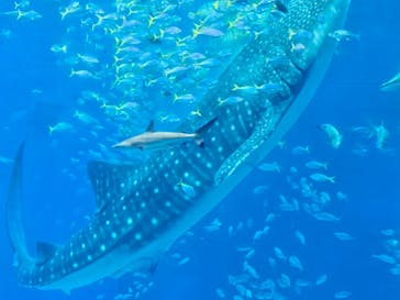 沖縄美ら海水族館に投稿された画像（2024/9/29）