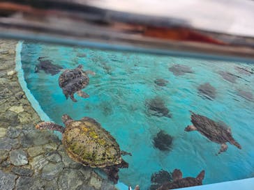 沖縄美ら海水族館に投稿された画像（2024/9/29）