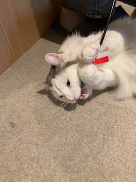 猫カフェモカ　神戸三宮店に投稿された画像（2024/10/2）