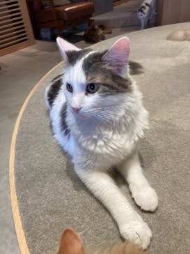 猫カフェモカ　神戸三宮店に投稿された画像（2024/10/2）
