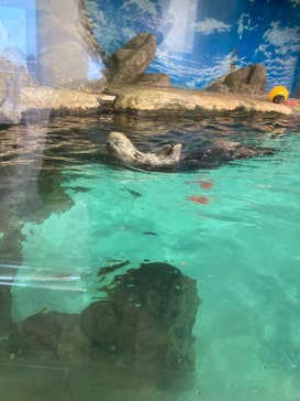 マリンワールド海の中道に投稿された画像（2024/10/2）