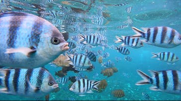 武藤潜水に投稿された画像（2024/10/2）