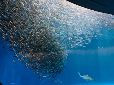 名古屋港水族館に投稿された画像（2024/10/2）