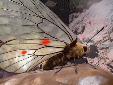 特別展「昆虫 MANIAC」（国立科学博物館）に投稿された画像（2024/10/2）