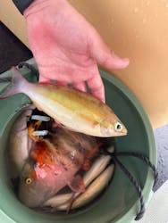 観光遊魚ブルーバネッサに投稿された画像（2024/10/2）