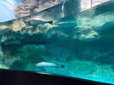 アクアワールド茨城県大洗水族館に投稿された画像（2024/10/2）
