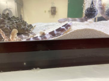 アクアワールド茨城県大洗水族館に投稿された画像（2024/10/2）