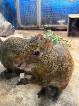 伊豆シャボテン動物公園に投稿された画像（2024/10/2）