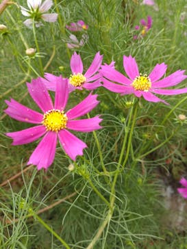 加賀 伝統工芸村　ゆのくにの森に投稿された画像（2024/10/2）