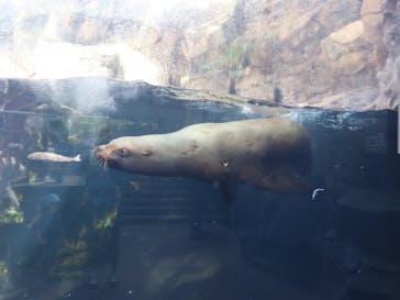 環境水族館アクアマリンふくしまに投稿された画像（2024/10/2）
