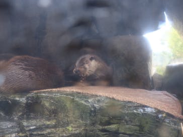 環境水族館アクアマリンふくしまに投稿された画像（2024/10/2）