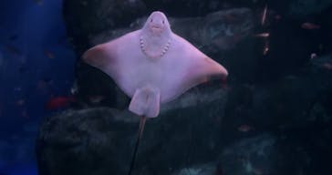 新江ノ島水族館に投稿された画像（2024/10/2）