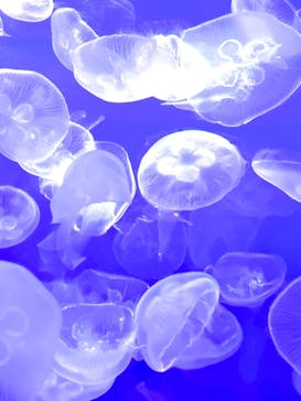 アクアワールド茨城県大洗水族館に投稿された画像（2024/10/3）