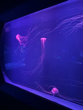 すみだ水族館に投稿された画像（2024/10/3）