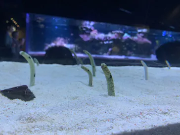 すみだ水族館に投稿された画像（2024/10/3）