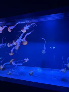 すみだ水族館に投稿された画像（2024/10/3）