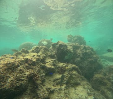 青の洞窟専門店　沖縄ダイビングショップ和に投稿された画像（2024/10/3）