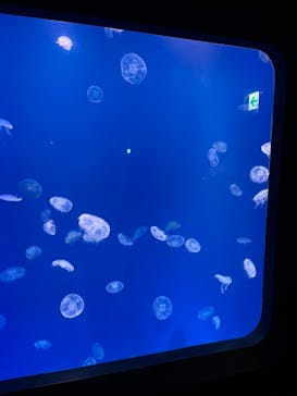 大分マリーンパレス水族館 「うみたまご」に投稿された画像（2024/10/3）