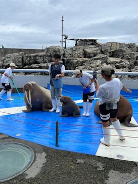 大分マリーンパレス水族館 「うみたまご」に投稿された画像（2024/10/3）
