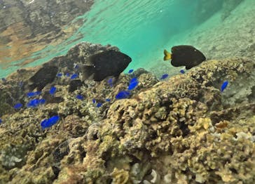 武藤潜水に投稿された画像（2024/10/3）