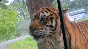 秋吉台自然動物公園 サファリランドに投稿された画像（2024/10/3）