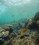 青の洞窟専門店　沖縄ダイビングショップ和に投稿された画像（2024/10/3）