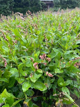 Rays Farmに投稿された画像（2024/10/3）