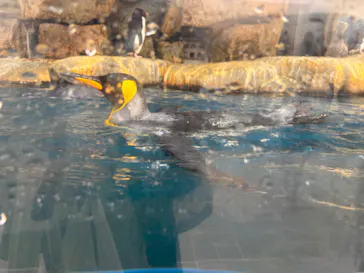 仙台うみの杜水族館に投稿された画像（2024/10/3）
