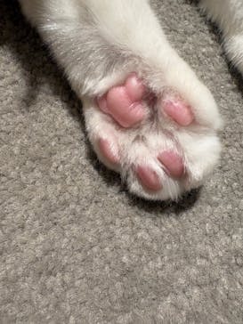 猫カフェモカ　神戸三宮店に投稿された画像（2024/10/3）