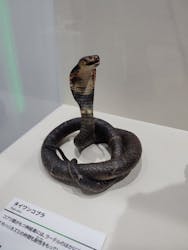 特別展　毒に投稿された画像（2024/10/3）