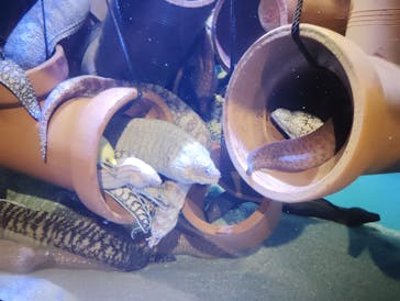 竹島水族館に投稿された画像（2024/10/3）