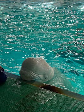 鴨川シーワールドに投稿された画像（2024/10/3）