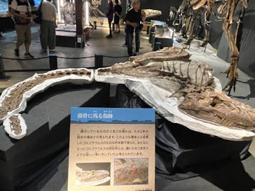福井県立恐竜博物館に投稿された画像（2024/10/3）