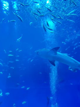 アクアワールド茨城県大洗水族館に投稿された画像（2024/10/3）